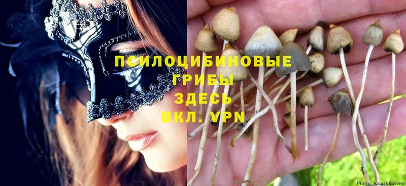 МЕГА зеркало  купить закладку  Ясногорск  Псилоцибиновые грибы MAGIC MUSHROOMS 